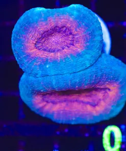 Wysiwyg Lobo Coral (C109) *Free shipping - NO minimum livestock spend*