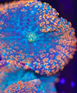 Orange Burst Rhdodactis Mushroom Frag (C59)