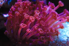 Frag Box Corals