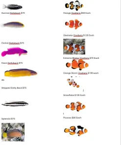 Captive Bred Clownfish arrived ! see photo for avaibility and a video of the facility