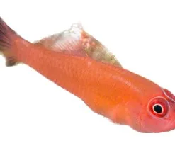 Ring-eye Pygmy Goby * in stock pick up only * VERY SMALL great for nano tanks