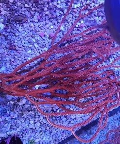 Red Wild Australian Gorgonian *cut to order - see description*