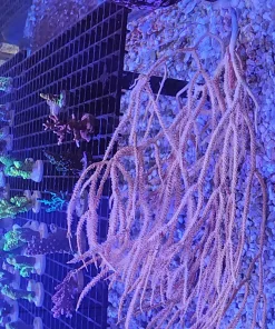 Yellow Wild Australian Gorgonian frag * cut to orfer - please see description*