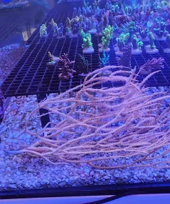 Yellow Wild Australian Gorgonian frag * cut to orfer - please see description*