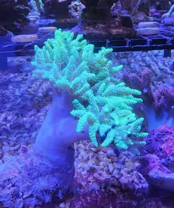 XL Neon Green Wild Australian Leather Coral