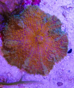 Wysiwyg Large Orange Burst Yuma *March's Display Tide Aquarium*