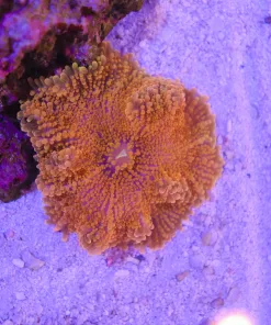 Wysiwyg Large Orange Burst Yuma *March's Display Tide Aquarium*