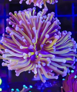 Wysiwyg  Australian Gold Torch Coral (C2)