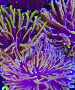 Large Single Head Australian Gold Torch Coral(C3) * Free Shipping ! No Minimum livestock spend*