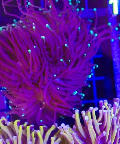 Wysiwyg Torch Coral (C4)