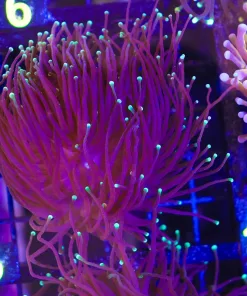 Wysiwyg Torch Coral (C5)