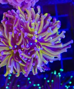 Wysiwyg Torch Coral (C7)