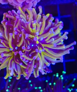 Wysiwyg Torch Coral (C7)
