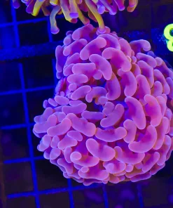 Wysiwyg Hammer Coral (C8)