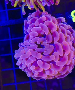 Wysiwyg Hammer Coral (C8)