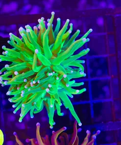 Wysiwyg Torch Coral (C10)