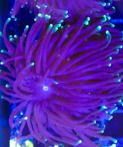 Wysiwyg Torch Coral (C11)