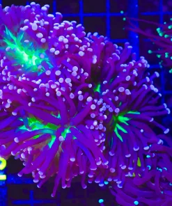 Wysiwyg Large Torch Coral Colony - Green Mouth Purple  (C12)