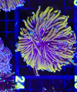 Wysiwyg Large Australian Golden Torch Coral   (C14)