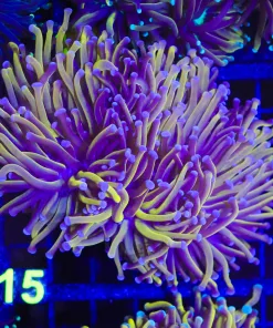 Wysiwyg X-Large Australian Golden Torch Coral (C15)