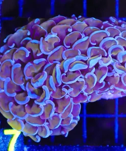 Wysiwyg Golden Blue Hammer Coral Colony (C17)