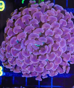 Wysiwyg Unique Hammer Coral  (C18)