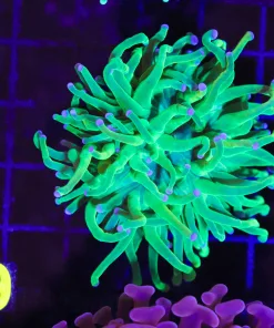 Wysiwyg Electric Torch Coral (C19)