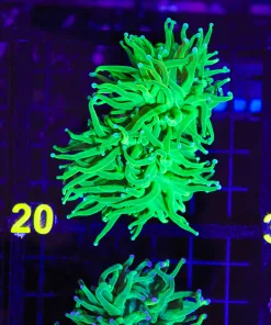 Wysiwyg 2x Electric Torch Coral Frag  (C20)