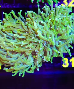 Wysiwyg Lemon Lime Torch Colony (C21)