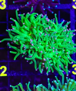 Wysiwyg Pink Neon Tip Torch Coral  (C22)