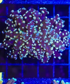 WYsiwyg Golden Octospawn Coral (C24)