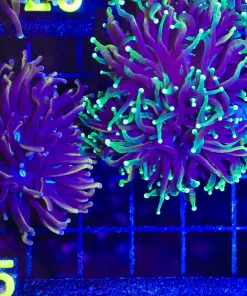 Wysiwyg 2for 1 Torch Coral (C25)