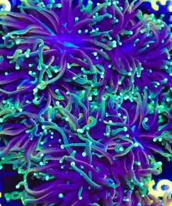 Dragon Soul Torch Coral Frag (C26)