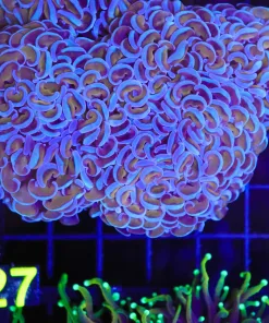 Golden Blue Hammer Coral Frag (C27)