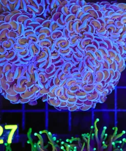 Golden Blue Hammer Coral Frag (C27)