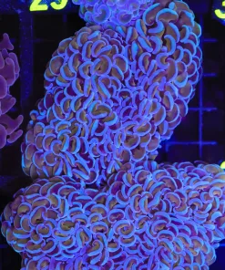 Wysiwyg Golden Blue Hammer Coral Colony (C28)