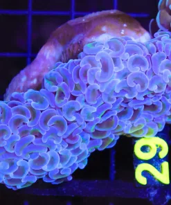 Wysiwyg Willd Hammer Coral Colony(C29)