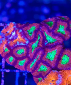 Wysiwyg 2 for 1 Fused Acan Corals (C30)