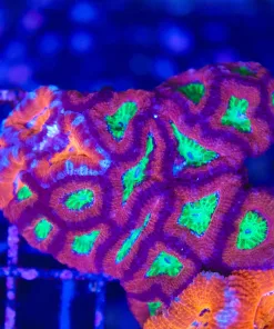 Wysiwyg 2 for 1 Fused Acan Corals (C30)