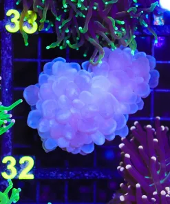 Wysiwyg Bubble Coral (C32)