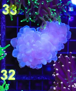 Wysiwyg Bubble Coral (C32)