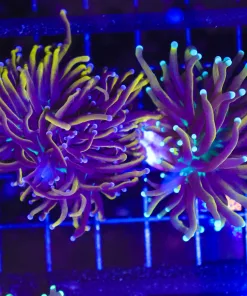 Wysiwyg 2 for 1 Torch Corals (C36)