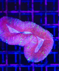 Wysiwyg Pink Lobo Coral (C37)