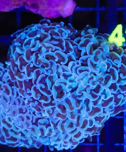 WYsiwyg Large Hammer Coral (C38)