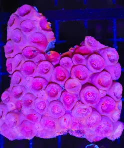 Wysiwyg Sun Coral (C39)