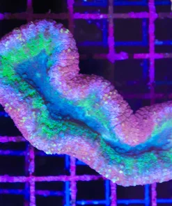 Wysiwyg Lobo Coral (C40)