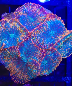 Fireworks Rhdoactis Mushroom Single Large Head Frag (C42)