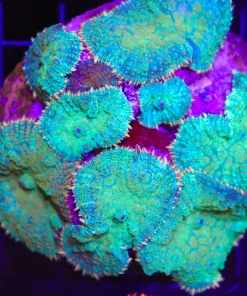 Orange Ring Cosmo Rhodactis Mushroom Single Frag (C43)