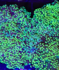 Ocotspawn Coral 1 Head Frag (C44)