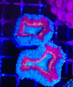 Wysiwyg Superman Lobo Coral (C45)